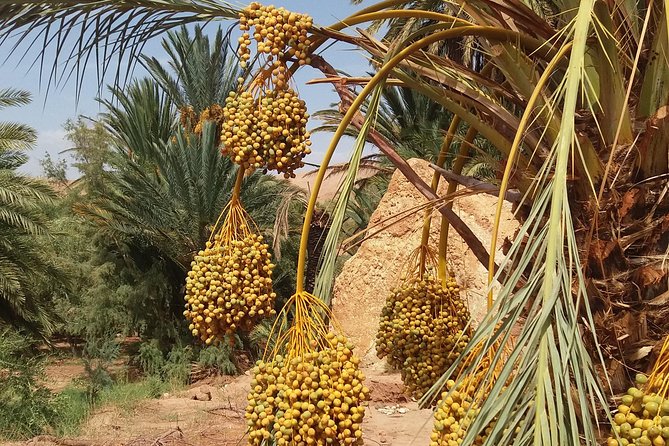 2 Days 1 Night To Zagora Desert From Marrakech - Group Size, Timing, and Why the Drive Can Feel Long