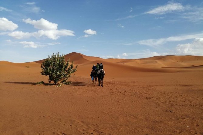 2 Days Fes Desert trip Overnight Erg chebbi End up Fes/Marrakech - Sunrise Walk Near Algeria Border and Your Ride Back to Fez or Marrakech