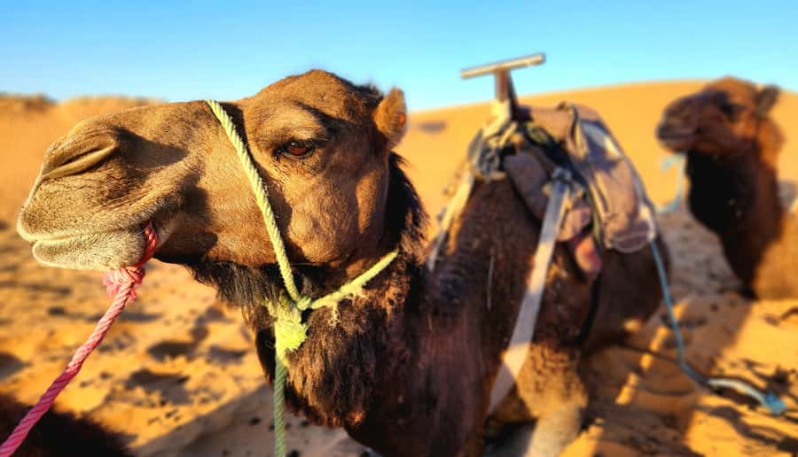 3-Day Desert Adventure: Ouarzazate to Merzouga - Dades Gorges and the Road of the Thousand Kasbahs: where the scenery has variety