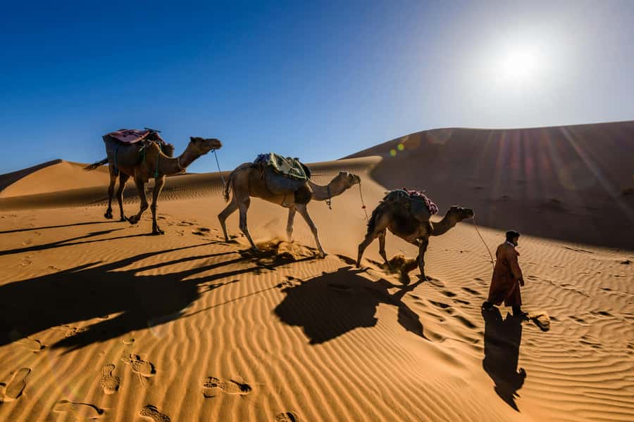 3 Days - 2 Nights Desert Tour From Marrakech with Camel Ride - Day 3: Sunrise camel ride, Draa Valley views, and the long return to Marrakech