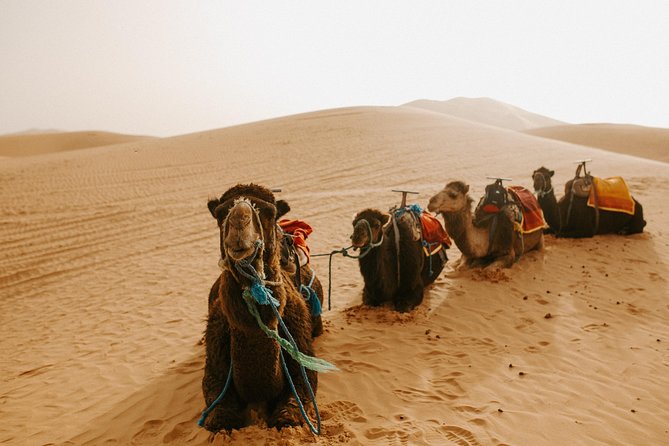 3-Days Sahara Desert Tour from Fez to Marrakech - Price and logistics: what $680.44 buys, and what it does not
