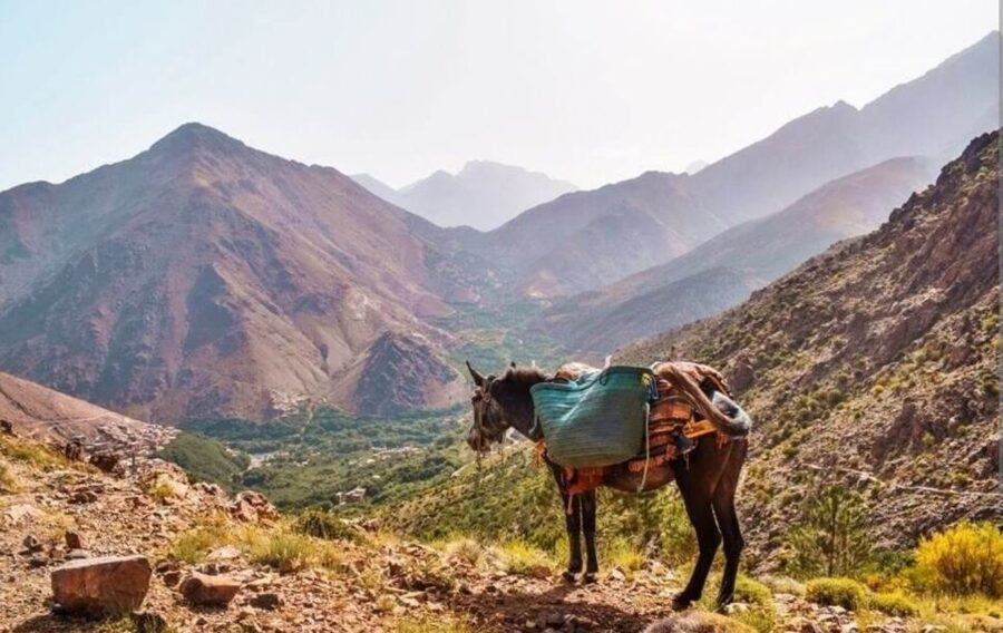 3 Days Trek Atlas Mountains Berber Villages from Marrakech - Price and logistics: is $129 good value for 3 days?
