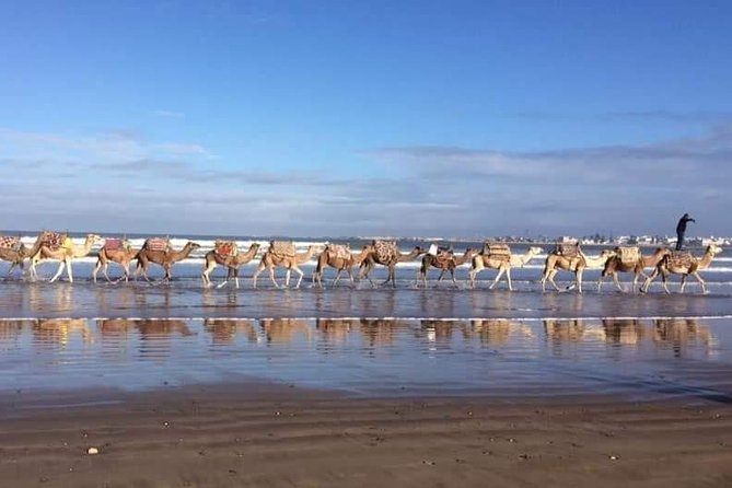 3-hour camel ride at sunset - Key highlights to know before you go