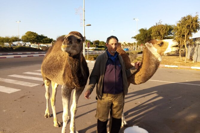 3-hour camel ride at sunset - Timing and pacing: 3 hours on the calendar, about an hour in motion