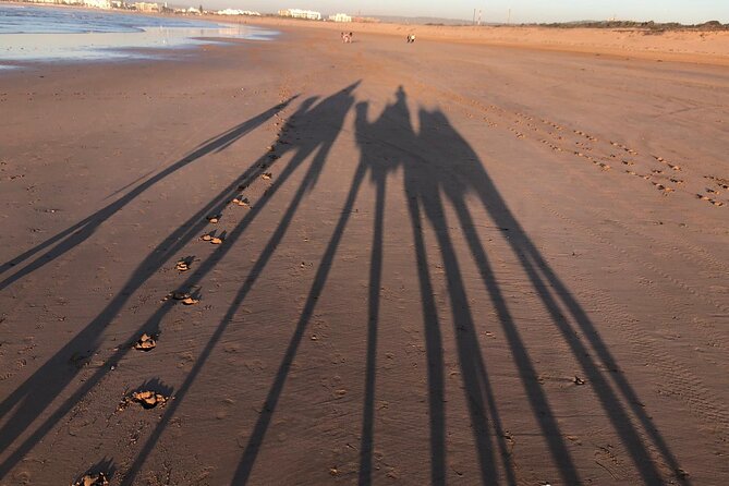 3-hour camel ride at sunset - Price and value in Essaouira: why $23.26 makes sense here