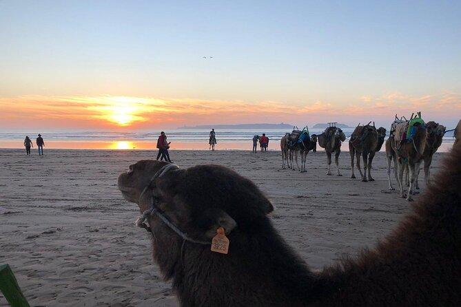 3-hour camel ride at sunset - Who this sunset ride suits best (and who should skip it)