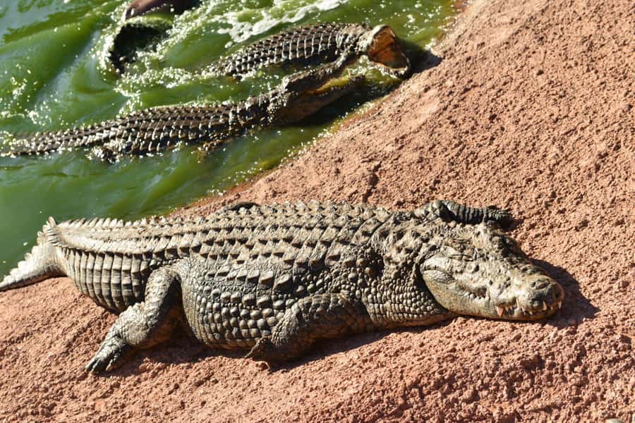 Agadir: Agadir Crocodile Park Adventure - Key Things I’d Plan Around