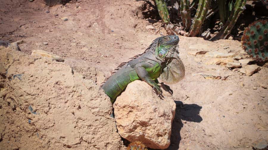 Agadir: Agadir Crocodile Park Adventure - Nile Crocodiles Up Close: What Makes This Visit Feel Real