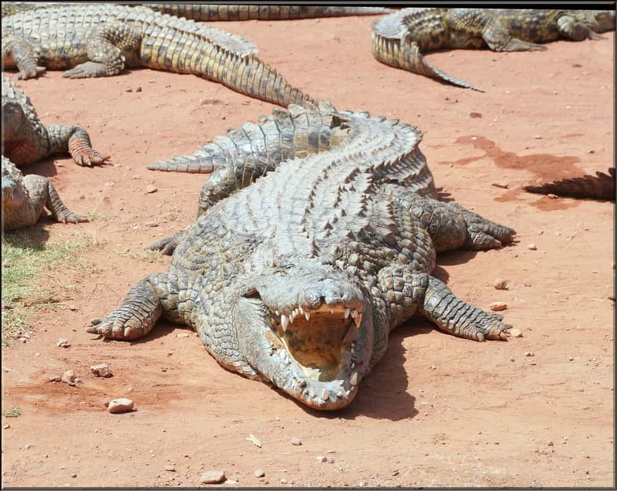 Agadir: Agadir Crocodile Park Adventure - Feeding Time at 12: The Moment to Time Your Visit For