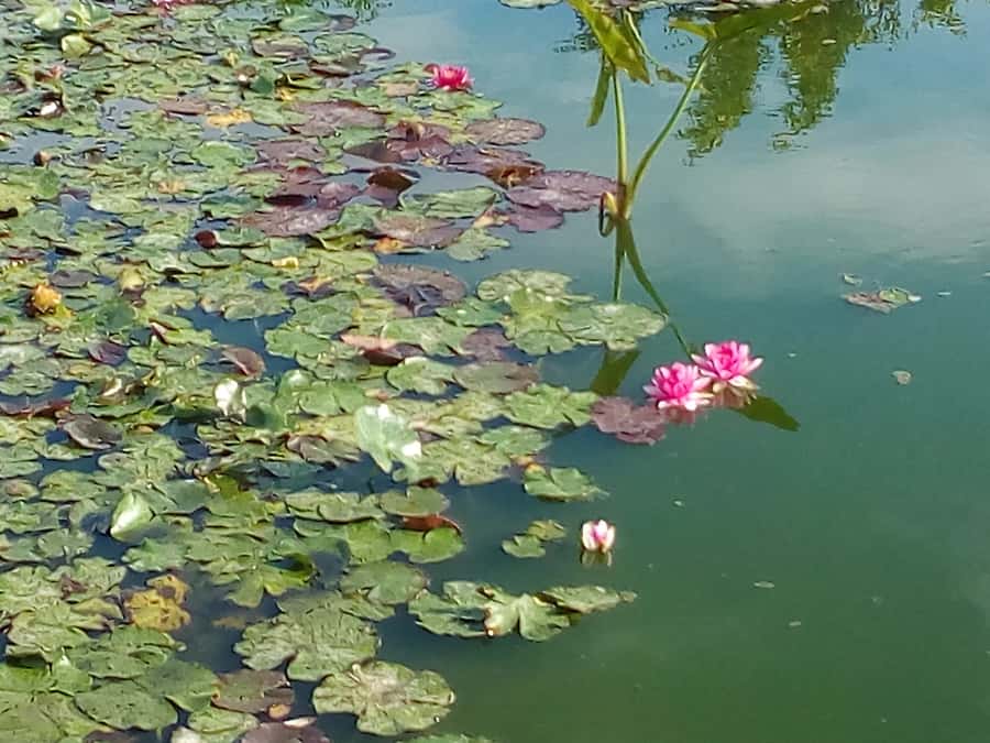 Agadir: Agadir Crocodile Park Adventure - More Than Crocodiles: Snakes, Tortoises, and the Fun Surprise Animals