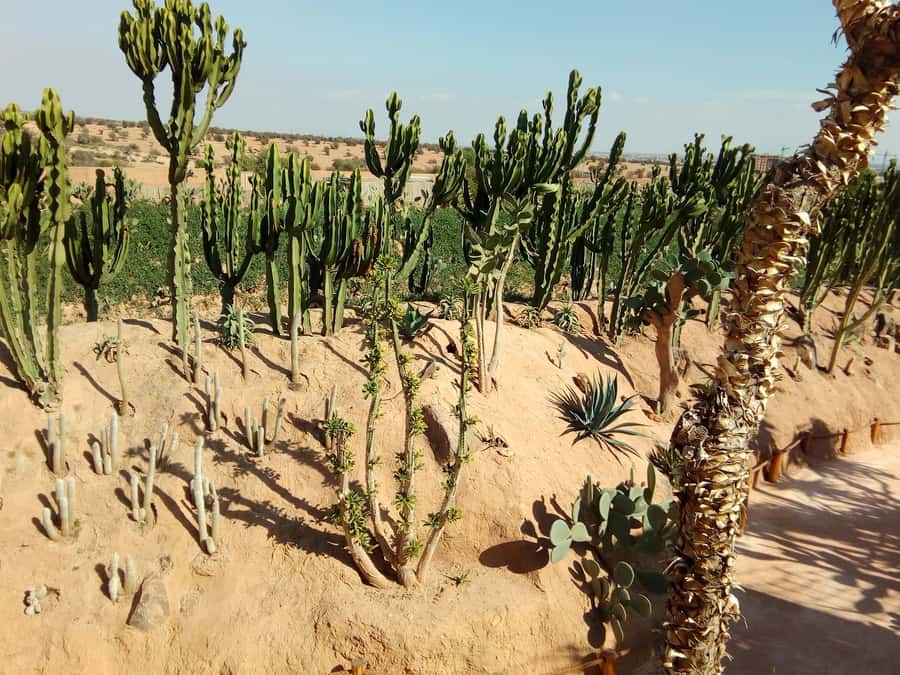 Agadir: Agadir Crocodile Park Adventure - Zip Line Across the Crocodiles: Worth It If You Like Tiny Risks