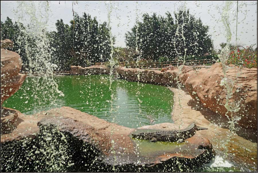Agadir: Agadir Crocodile Park Adventure - Family Extras: Café, Playground, and Workshops