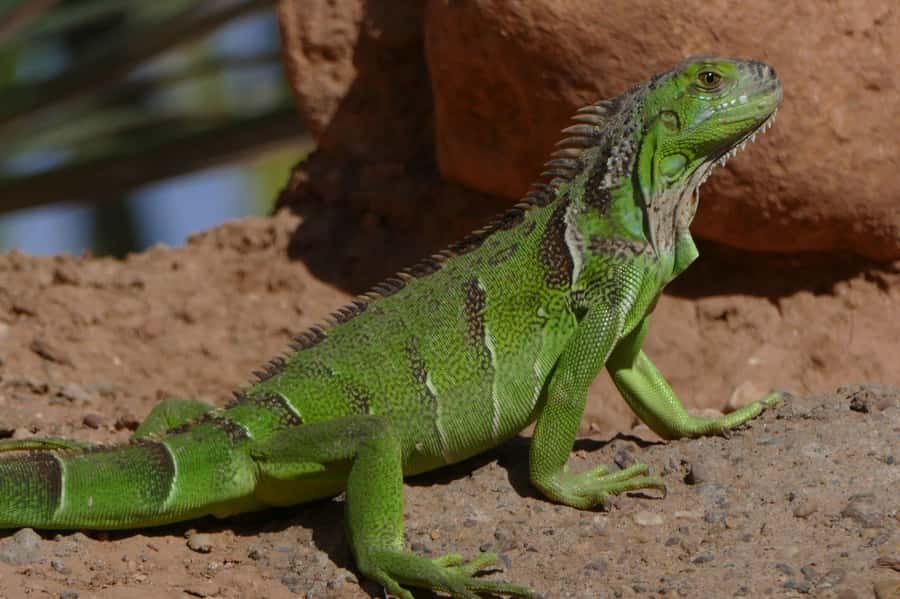 Agadir: Agadir Crocodile Park Adventure - The 2 Hour Visit: A Simple Walk Plan That Works