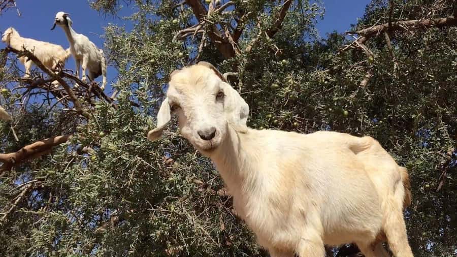 Agadir: ATV Quad Biking and Goats On Argan Trees with Tea - Key things that make this Agadir ATV and Goats trip worth your time