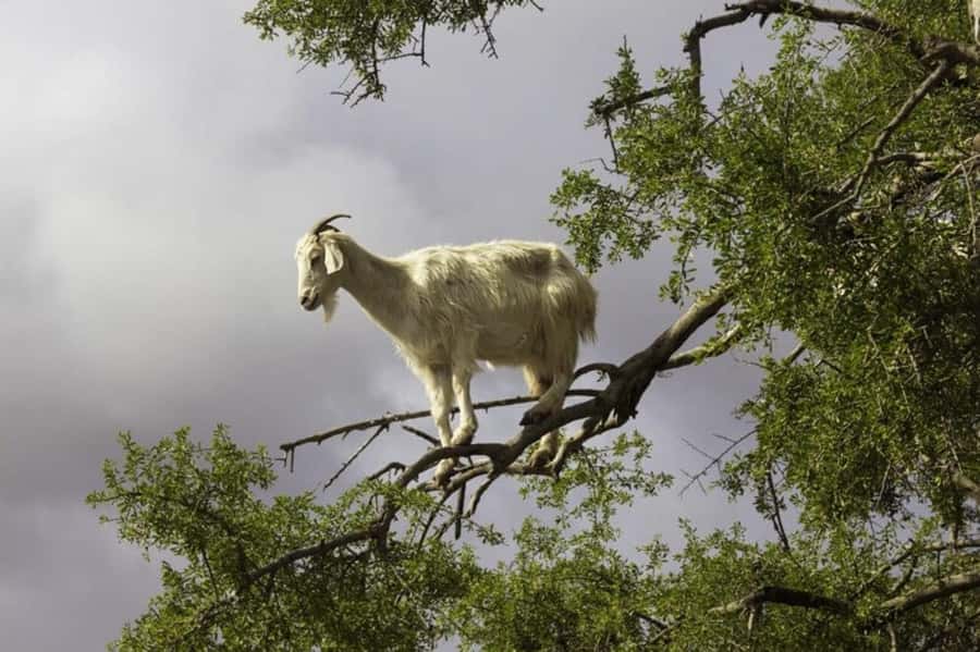 Agadir: ATV Quad Biking and Goats On Argan Trees with Tea - Safety, pacing, and the “small-group” feel in the real world