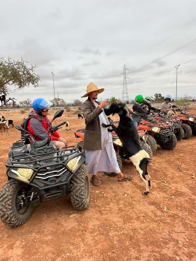 Agadir: ATV Quad Biking and Goats On Argan Trees with Tea - Goats in argan trees: feeding, holding, and why this is the star stop