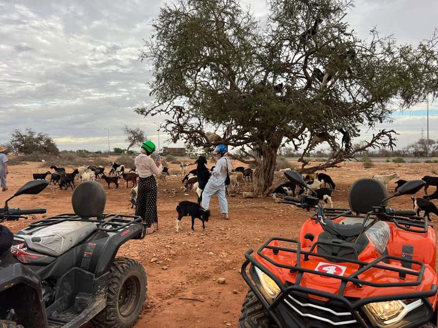 Agadir: ATV Quad Biking and Goats On Argan Trees with Tea - Mint tea in a Berber tent: a real break from dust and noise