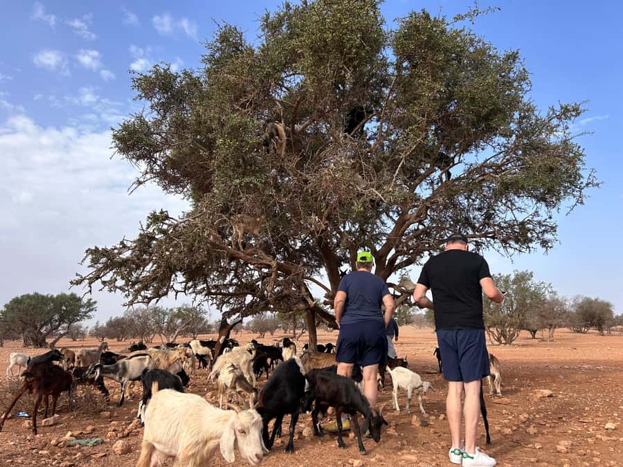 Agadir: Cable Car, Crocopark, and Goats on Trees Tour - Crocoparc Agadir: Nile crocodiles and a garden you can actually enjoy