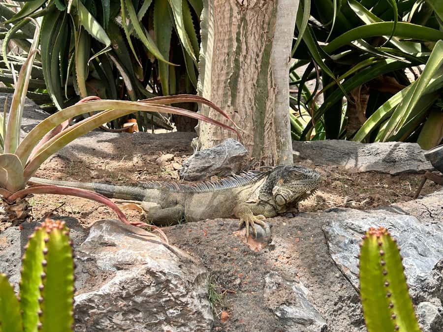 Agadir: Cable Car, Crocopark, and Goats on Trees Tour - Price and value: is $76 per person a good deal?