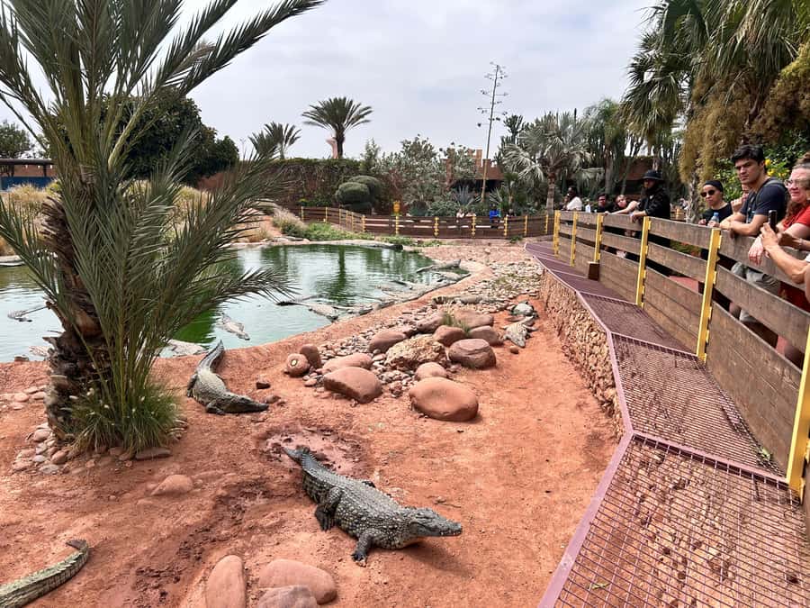 Agadir: Cable Car, Crocopark, and Goats on Trees Tour - Who this tour suits best, and who should skip it