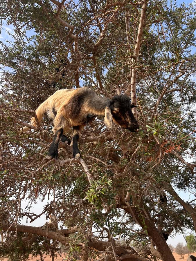 Agadir: Cable Car, Crocopark, and Goats on Trees Tour - Riding the Agadir cable car to Kasbah Oufella: what you gain, and how to time your photos
