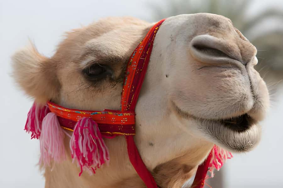 Agadir: Camel Ride Experience With Dinner Option - The Camel-Ride Route by the King’s Palace, What You’re Really Buying