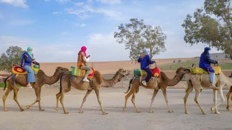 Agadir: Camel Ride Experience With Dinner Option - Souss River Scenery and Seasonal Birds, Including Flamingos