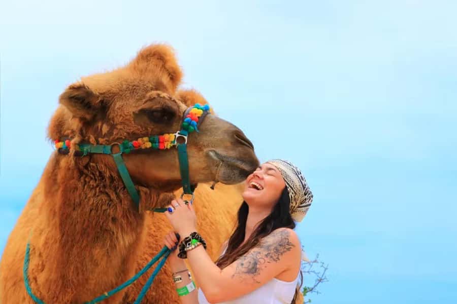 Agadir: Camel Ride Experience With Dinner Option - The Eucalyptus and Camel Sway Part, What the Ride Feels Like