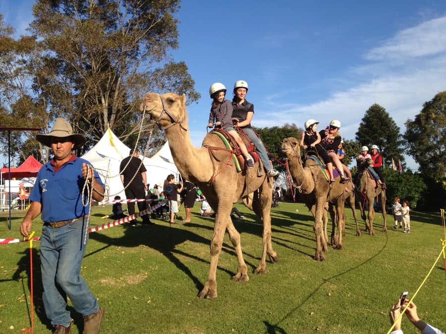 Agadir Camel Ride Flamingo River & BBQ Dinner - Who This Camel Ride Best Fits