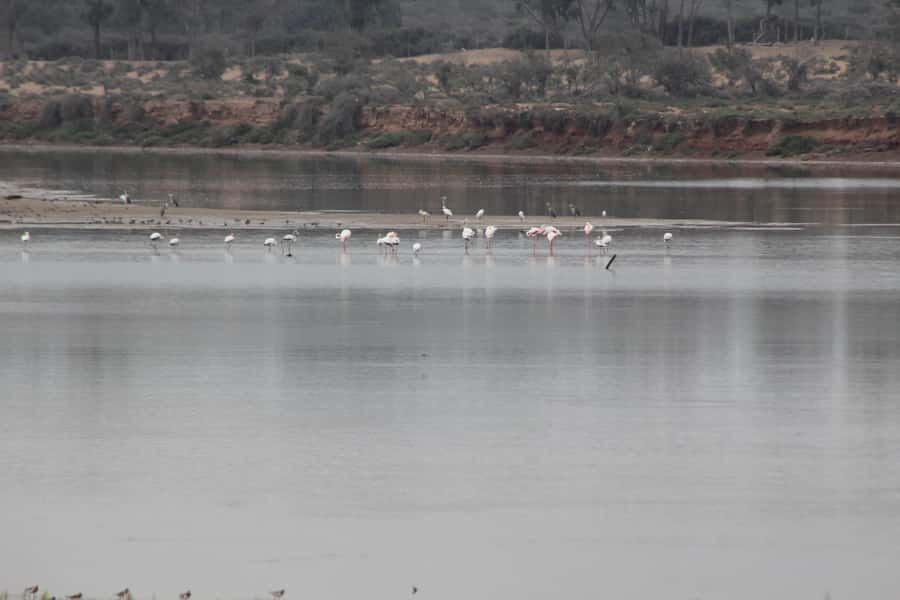 Agadir Camel Ride Flamingo River & BBQ Dinner - Why a Camel Ride in Agadir Makes Sense for First-Timers