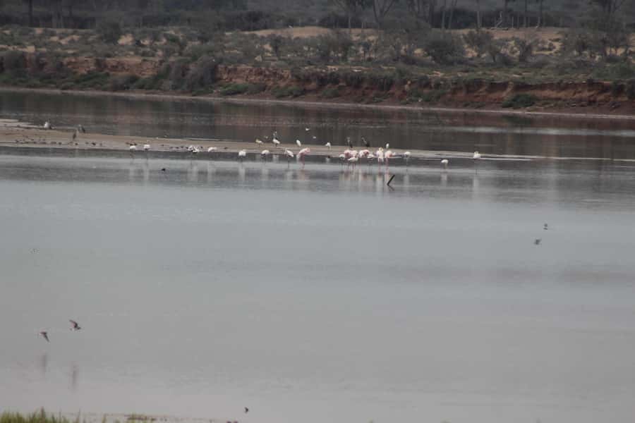 Agadir Camel Ride Flamingo River & BBQ Dinner - Two Hours of Camel Time, Sand Dunes, and Eucalyptus Shade