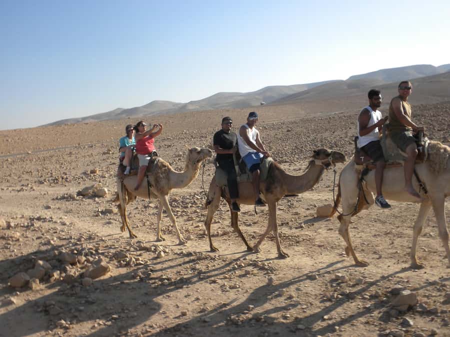 Agadir Camel Ride Flamingo River & BBQ Dinner - Price and Value: Is $21 a Smart Deal?