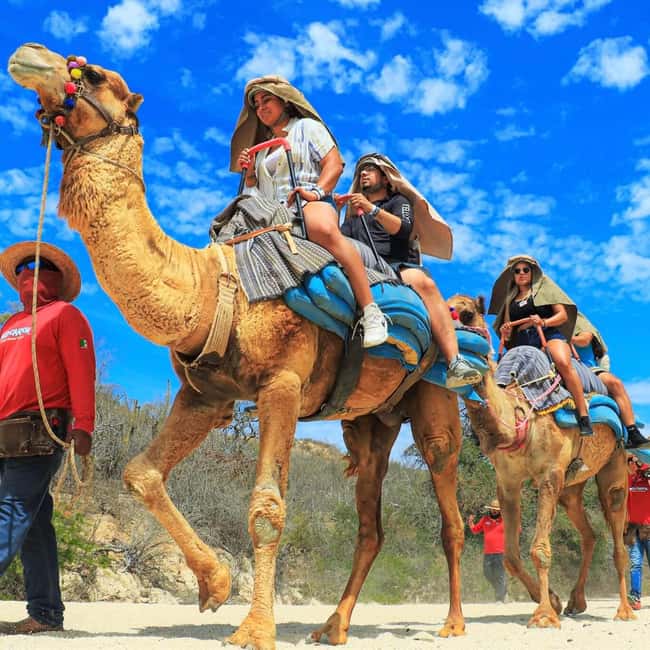 Agadir: Camel Ride With Tea & BBQ Dinner Option - Key Highlights Worth Planning Around