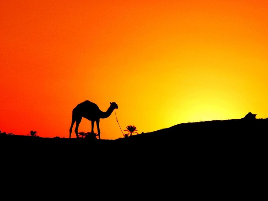 Agadir: Camel Ride With Tea & BBQ Dinner Option - Guides, Communication, and How It Feels with Families