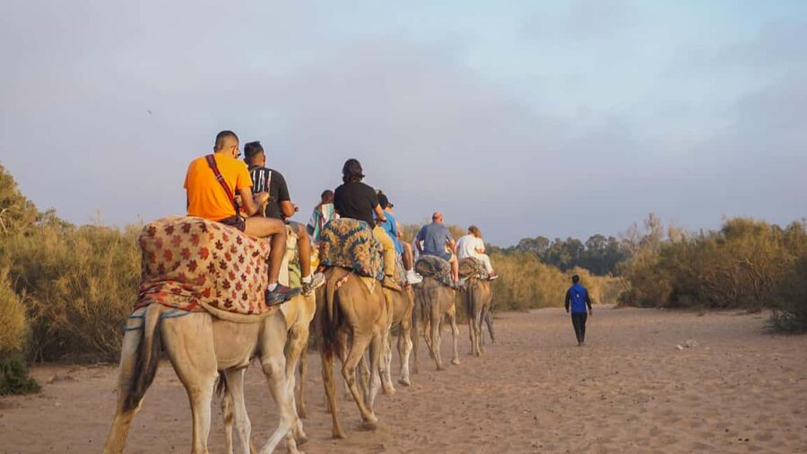 Agadir: Camel Riding Tour with Tea Drink - Who This Tour Suits Best (And Who Might Want Another Option)