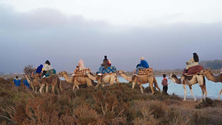 Agadir: Camel Riding Tour with Tea Drink - Optional Dinner: When It Makes Sense to Add On