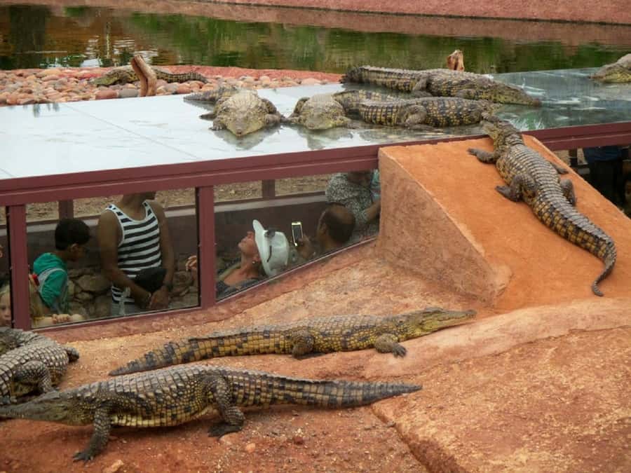 Agadir City Tour & Crocodile Park Adventure & Entry Ticket - Price and Logistics: Why This $34 Tour Can Feel Like a Deal