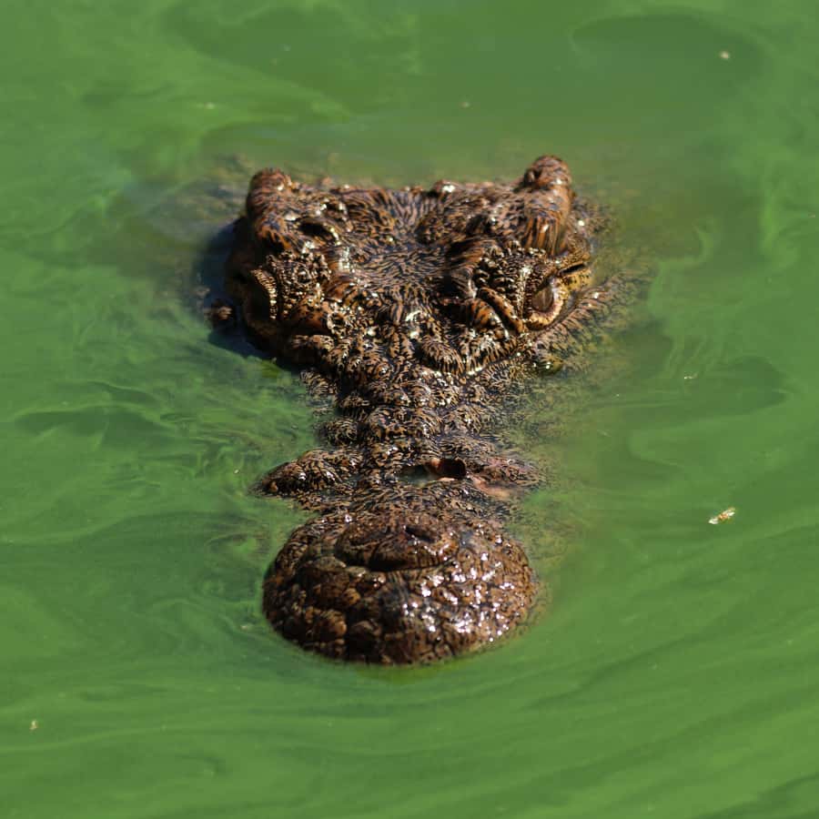 Agadir: Crocoparc Entry Ticket with Transfers, Guide, & Tea - Quick-access entry ticket plus a live guide, how it shapes your visit