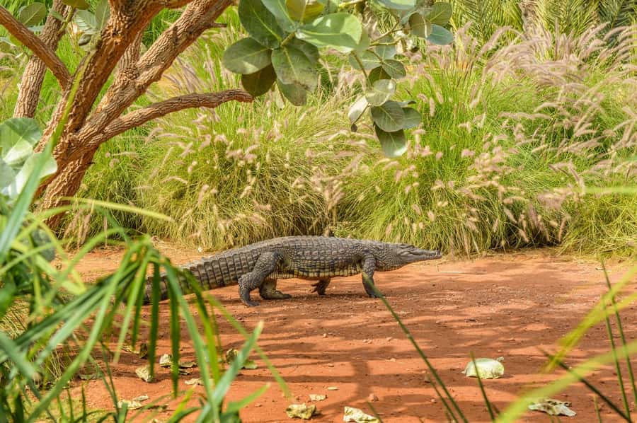 Agadir: Crocoparc Entry Ticket with Transfers, Guide, & Tea - My call: should you book this Crocoparc package?