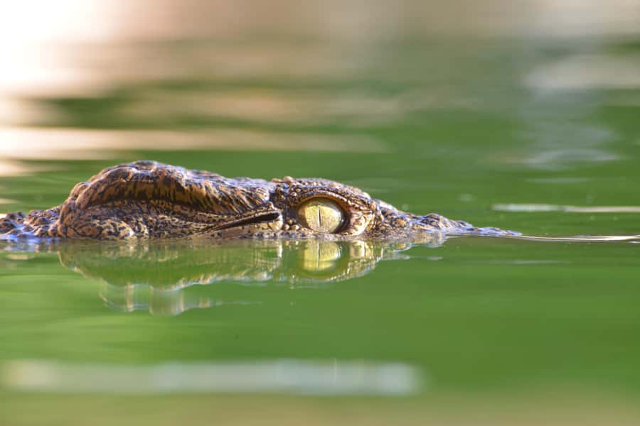 Agadir: Crocoparc Skip-the-Line Entry Ticket - Price and Skip-The-Line Value: Is $11 Worth It?