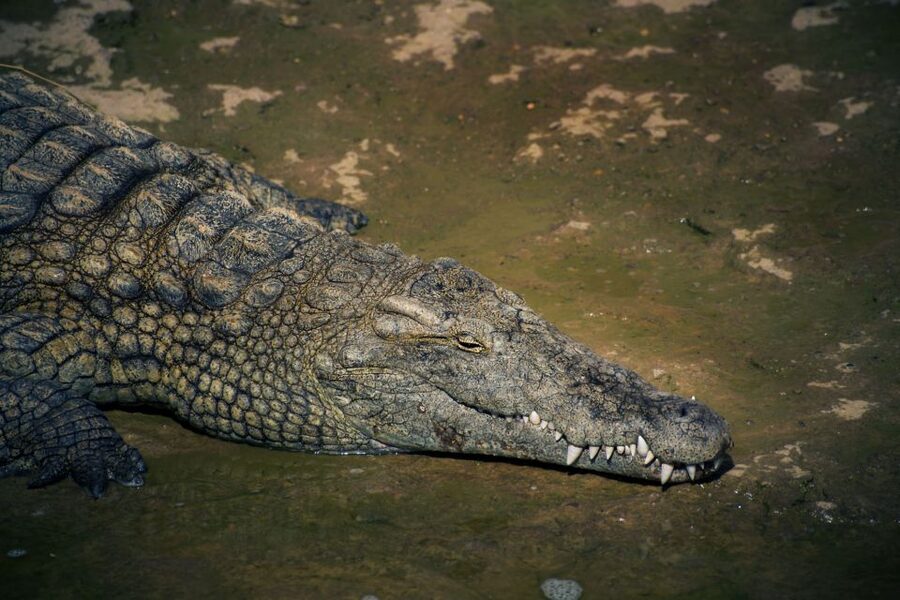 Agadir Crocoparc: Ticket and Transfer - Entrance and First Impressions Inside the Park