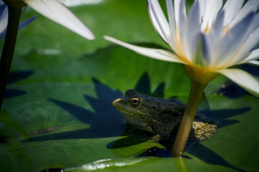 Agadir Crocoparc: Ticket and Transfer - The Crocodiles: How to Watch Them Without Stress