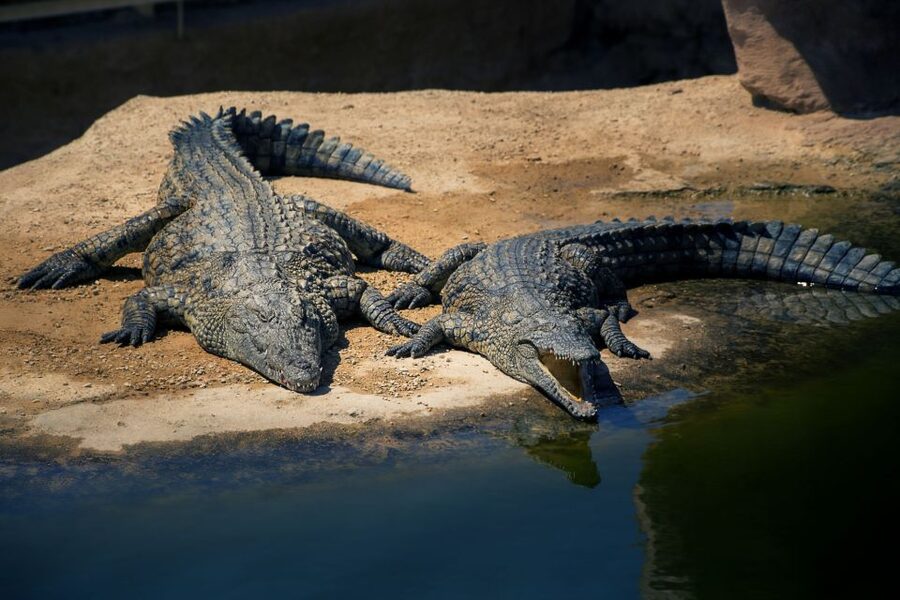 Agadir Crocoparc: Ticket and Transfer - Who This Experience Fits Best