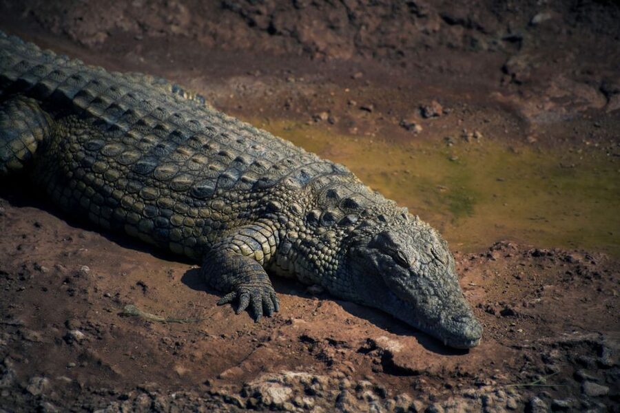 Agadir Crocoparc: Ticket and Transfer - Practical Tips So Your Visit Goes Smoothly