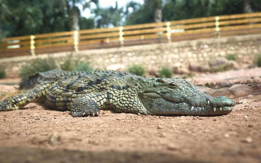 Agadir Crocoparc: Ticket and Transfer - How to Get the Most From Your Two Hours Inside