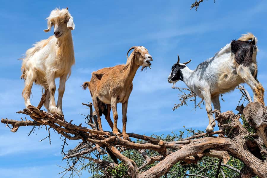 Agadir: Discover Argan Tree-Climbing Goats on a Morning Tour - Watching goats climb: the real show, plus how to get great photos