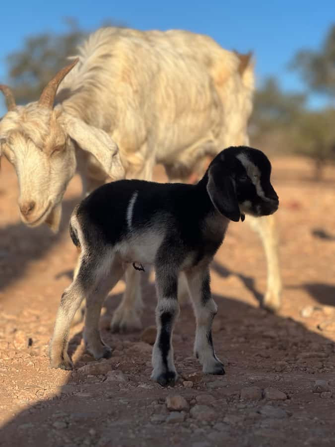 Agadir: Discover Argan Tree-Climbing Goats on a Morning Tour - Price and value: $26 for a 150-minute, pickup-included morning