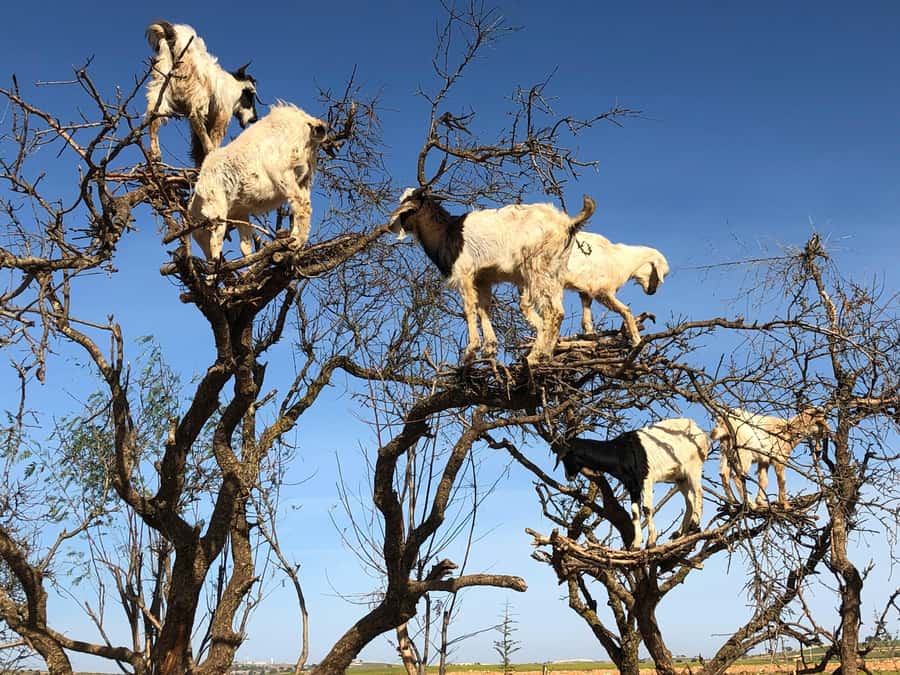 Agadir: Essaouira Guided Day Trip - Argan oil factory visit and a female-run cooperative: what you should look for