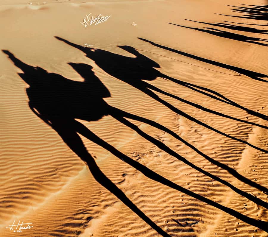 Agadir: Flamingo River Camel Ride with Optional BBQ Dinner - Key highlights to know before you go