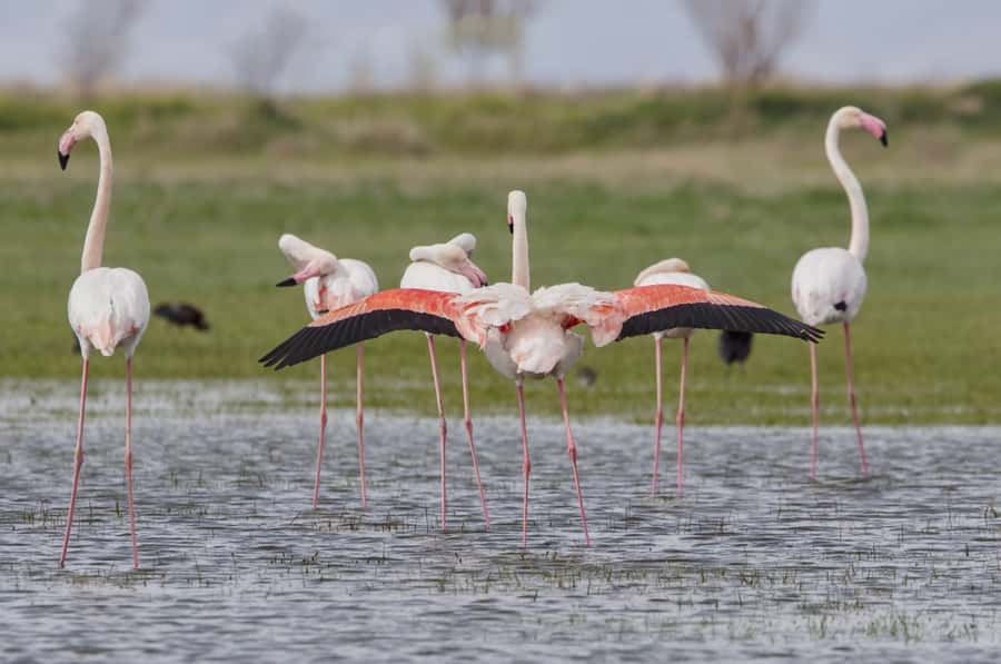 Agadir: Flamingo River Camel Ride with Optional BBQ Dinner - Camel Pickup, Ranch Briefing, and What Makes This Tour Feel Easy